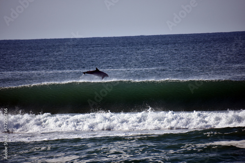 Dolphin leaping out of the water behind a wave in the ocean photo