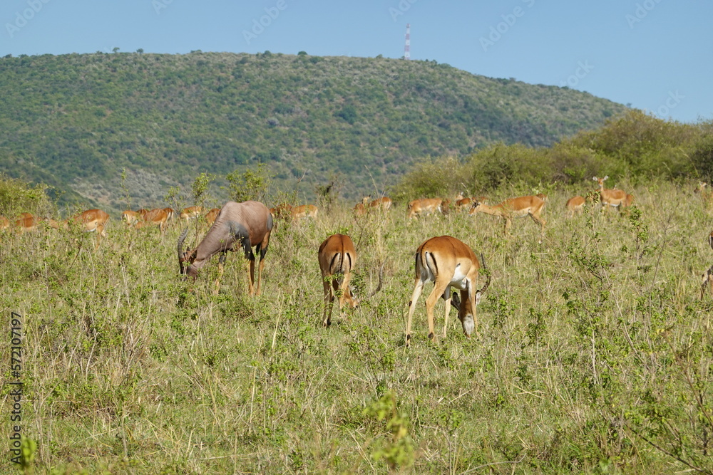 Naklejka premium Kenya - Savannah - Impala and Topi