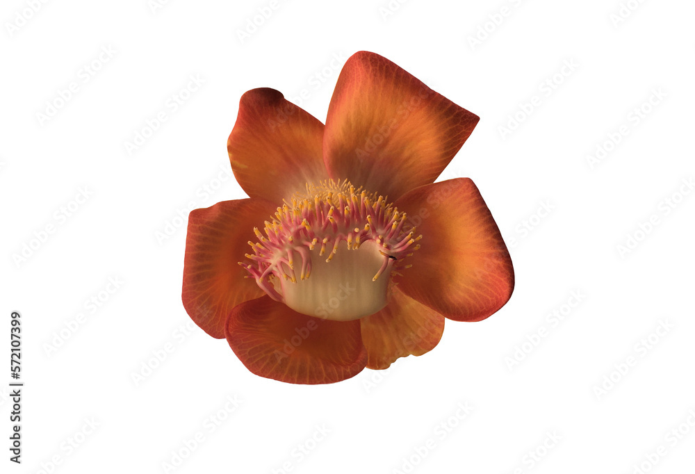 Isolated cannon ball flower with clipping paths. Isolated cannon ball flower with clipping paths.