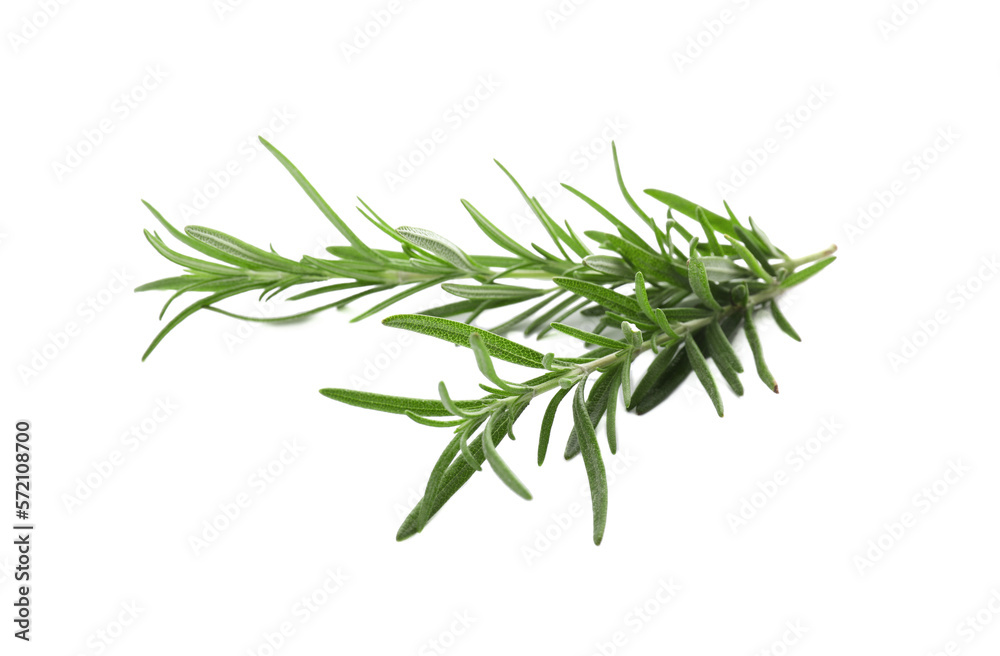 Fresh green rosemary isolated on white. Aromatic herb