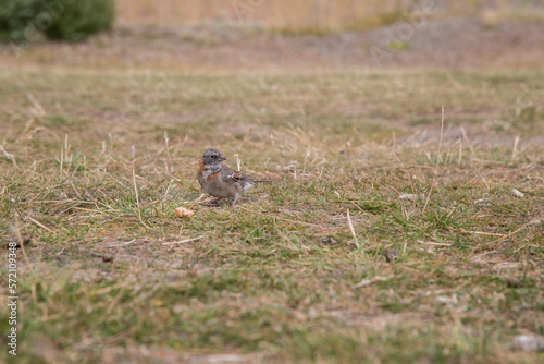 little sparrow looking for food in the grass © Juan