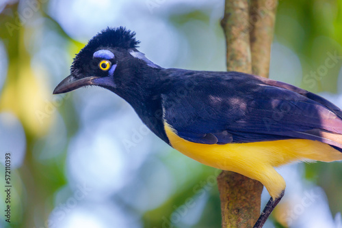 Obraz na płótnie Plush-crested Jay, tropical bird in Iguazu national park, Argentina w salonie
