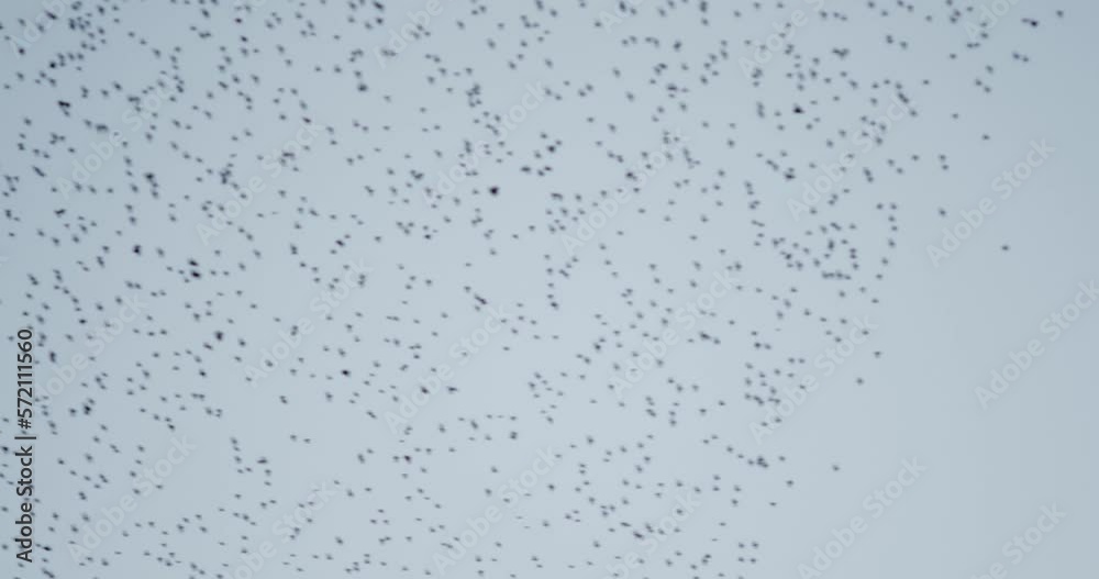 A large formation of a shoal of birds in the sky A large formation of a shoal of birds in the sky