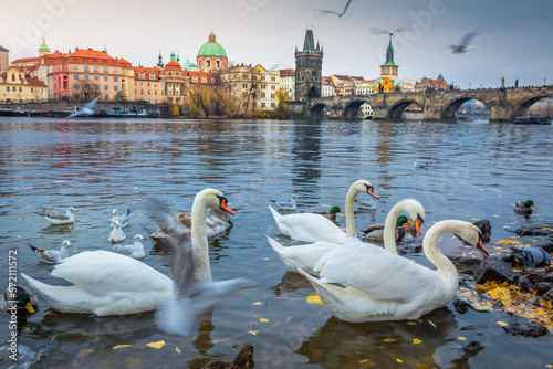 Group of Swans floating on Vltava river of Prague at sunrise, Czech Republic