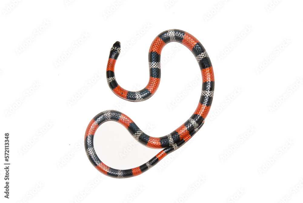 Naklejka premium Falsa Coral - Erythrolamprus aesculapii