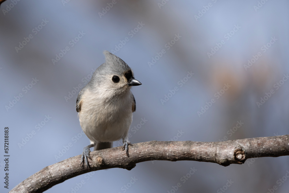 Fototapeta premium Tufted Titmouse on a branch