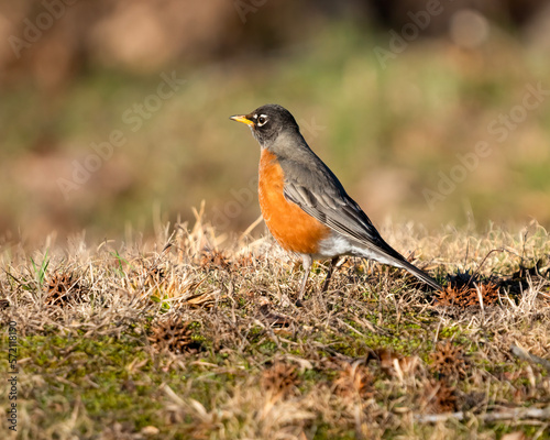 American robin on the grass
