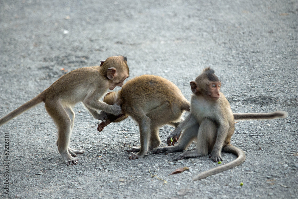 Fototapeta premium 可愛いサル