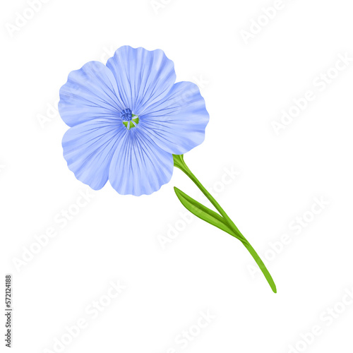 drawing realistic blue flax flower  Linum  hand drawn illustration floral design element