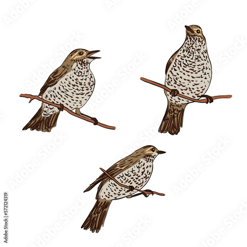 vector drawing bird, song thrush , hand drawn songbird, isolated nature design element photo