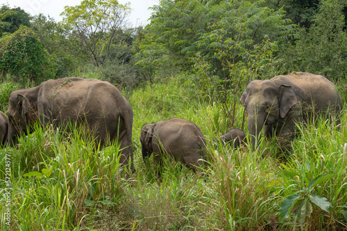 Photography A family of wild Ceylon elephants in the wild. Sri Lanka