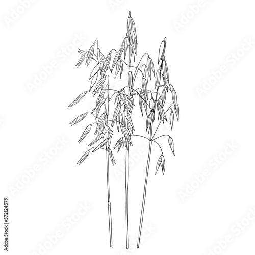 vector drawing oat  grass plants  line drawing floral elements  hand drawn illustration