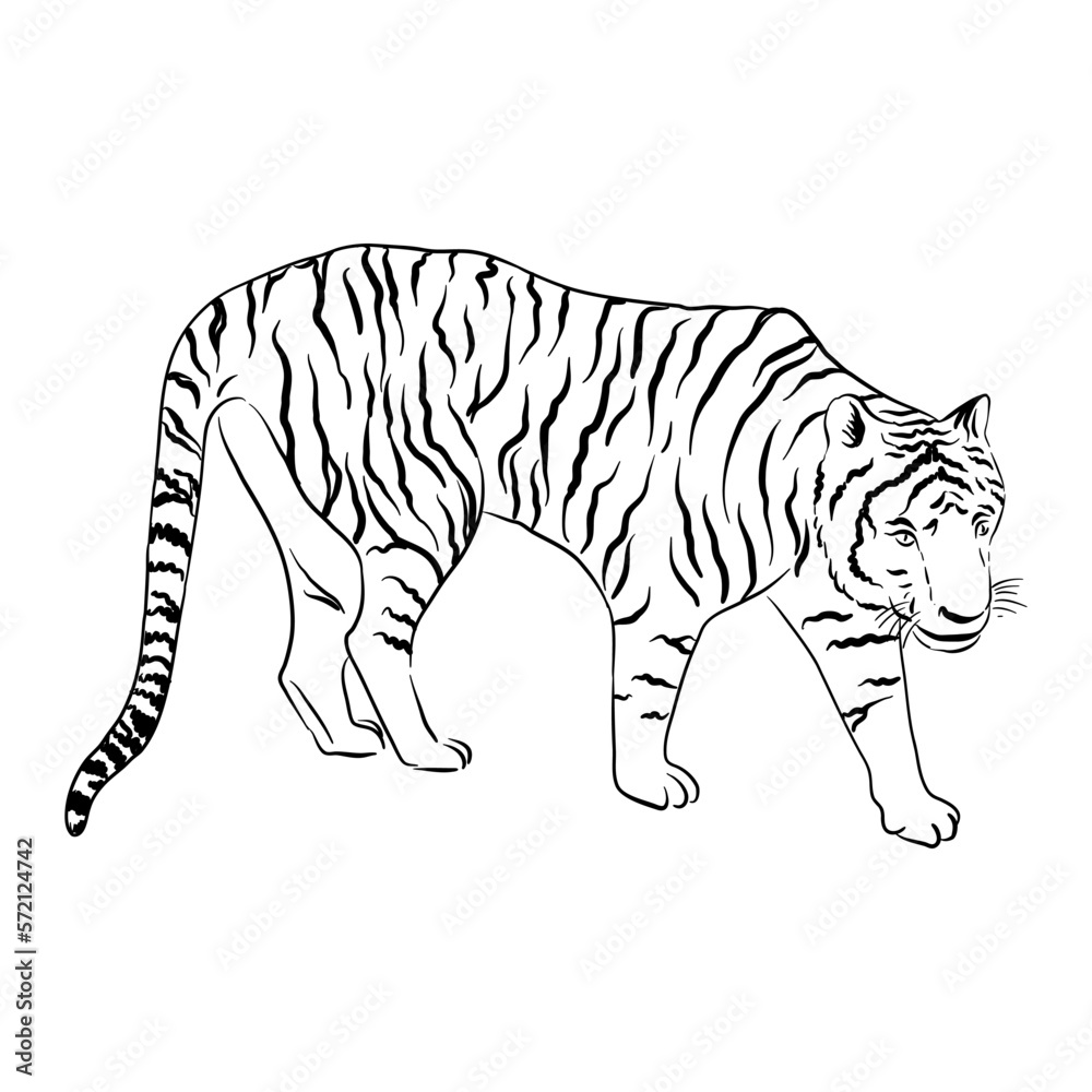 Fototapeta premium vector drawing sketch of animal, hand drawn tiger , isolated nature design element
