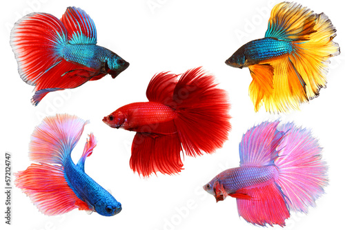 Macro closeup of set siamese fighting fish with isolated on transparent background