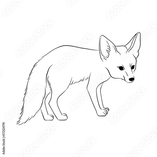 vector drawing sketch of animal, hand drawn fennec fox, isolated nature design element