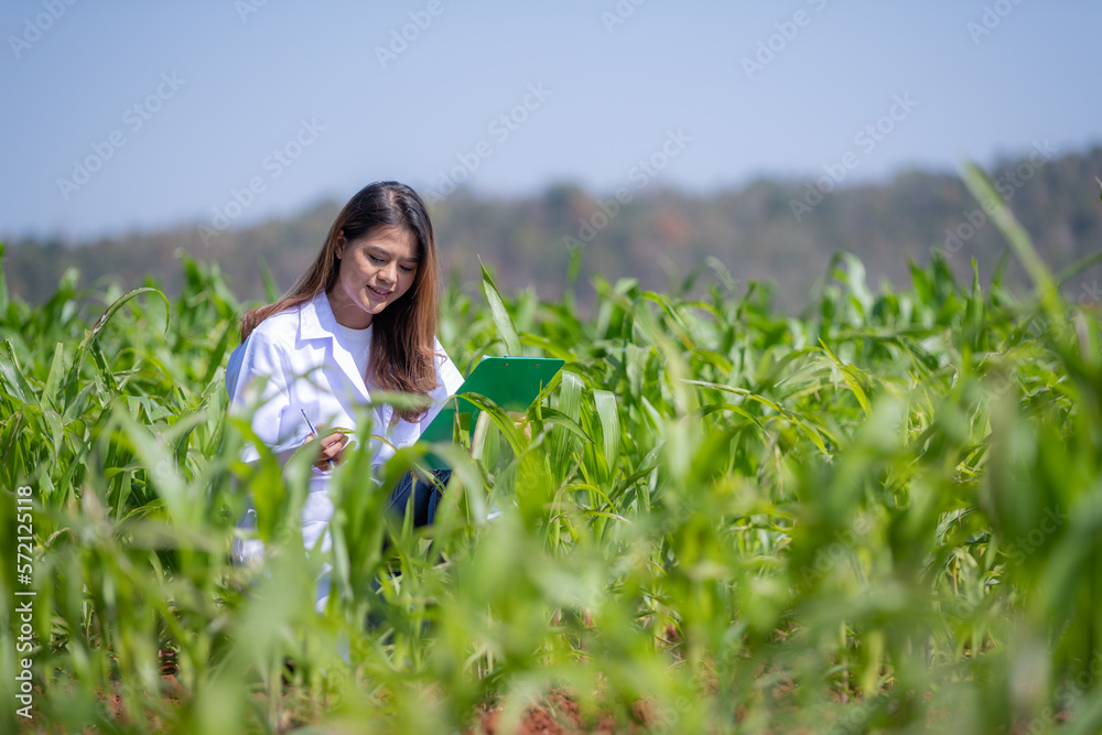 Asian scientist and farmer woman in sweet corn field .she working with document file works in corn field about corn agricultural smart farm business concept