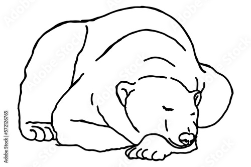 Polar Bear Sleeping