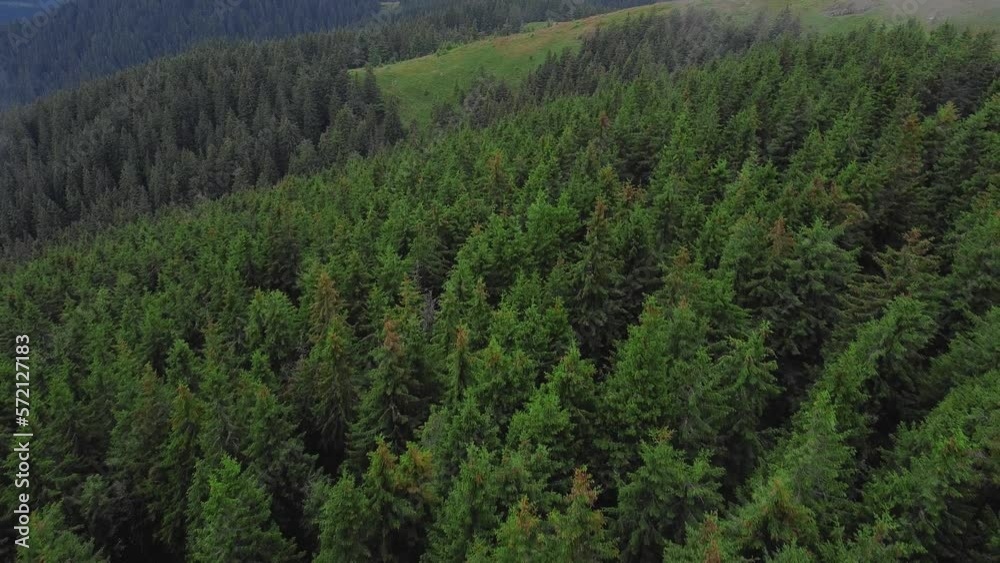 Backward flying tilt-up drone shot of a coniferous forest in the mountains. Backward flying tilt-up drone shot of a coniferous forest in the mountains.