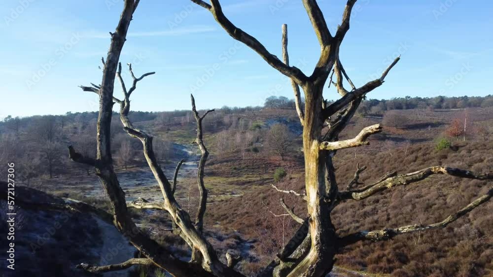 Drone shot going through a dead tree looking over nature national park. Drone shot going through a dead tree looking over nature national park.