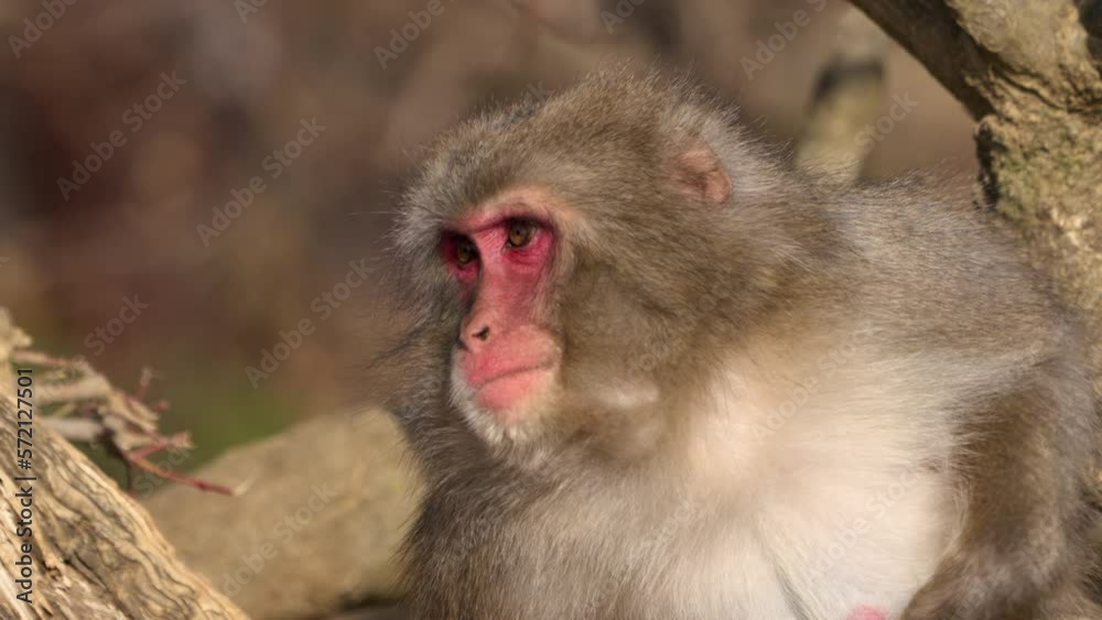 Japanese macaque (snow monkey) resting and sitting on tree branch while scratching itself Japanese macaque (snow monkey) resting and sitting on tree branch while scratching itself