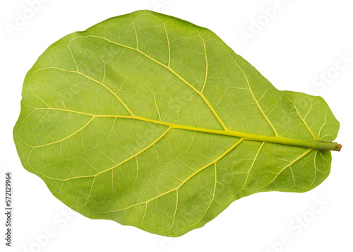 Green fiddle fig leaf isolated on white  Fiddle fig leaf Isolated on White background PNG file.