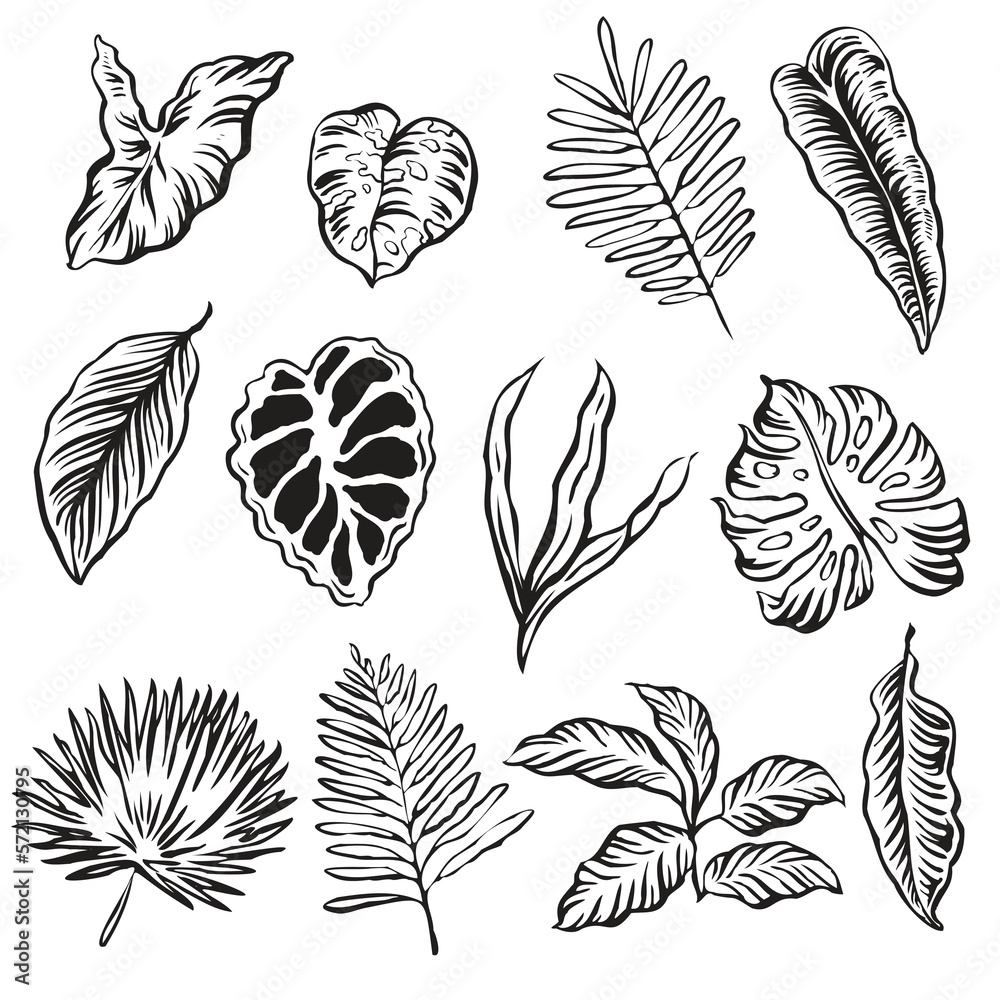 TROPICAL LEAF DRAWING ART VECTOR IMAGE