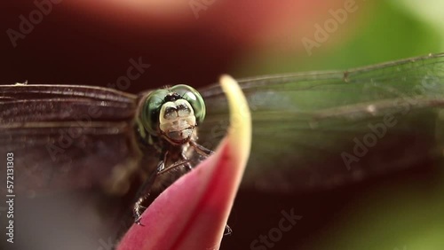 closeup macro shot of a dragonfly moving its head and flapping its wings while standing on a colorful plant 