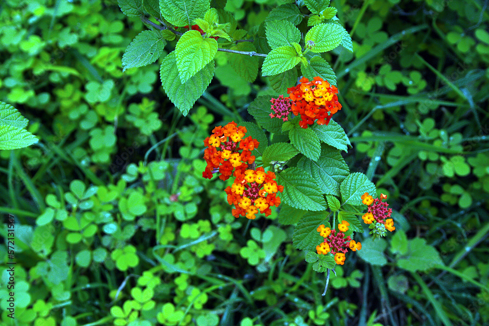 Lantana Camara Flowering plant Blossom of Red, Yellow flowers on Green Leaves background. Lantana Camara Flowering plant Blossom of Red, Yellow flowers on Green Leaves background.
