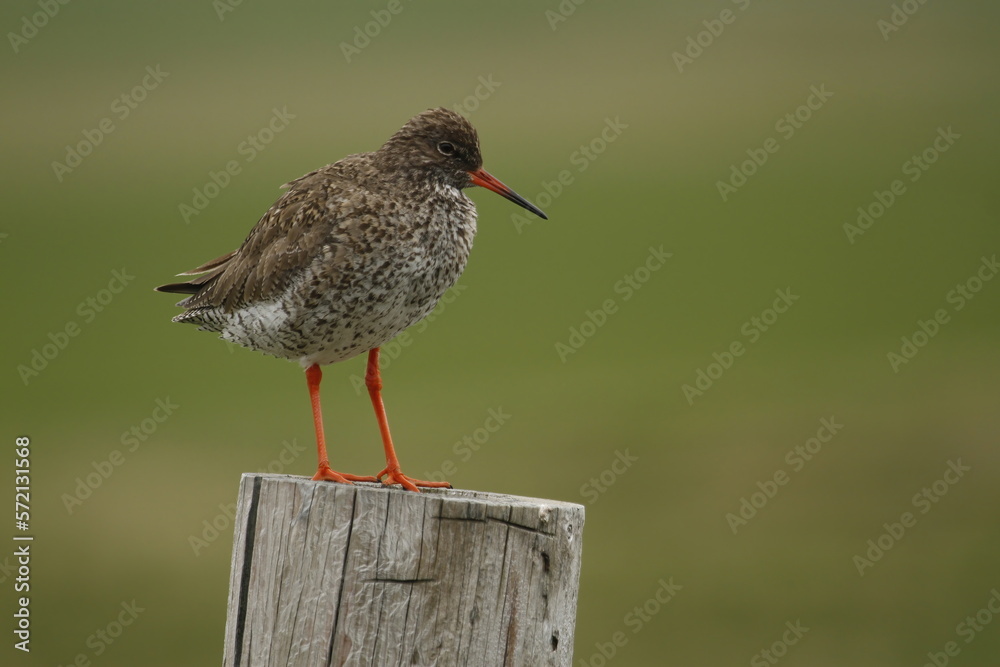 Common Redshank standing on a wooden post with green background Common Redshank standing on a wooden post with green background