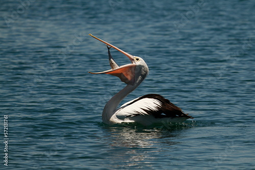 Australian Pelican eating a fish photo