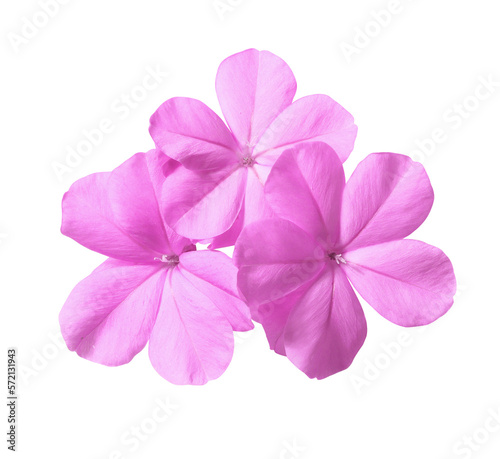 White plumbago or Cape leadwort flower. Close up small pink flower bouquet isolated on transparent background.