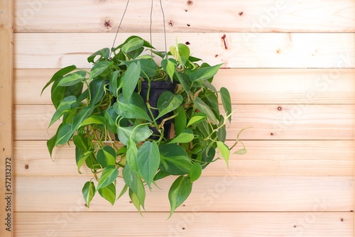 Philodendron Brasil (Philodendron Hederaceum Scandens Brasil) hang on brown wooden wall background. 