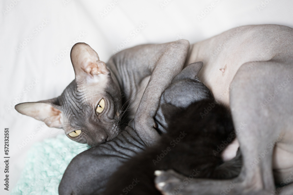 Fototapeta premium Don sphinx cat lying, hugging and feeding its kittens