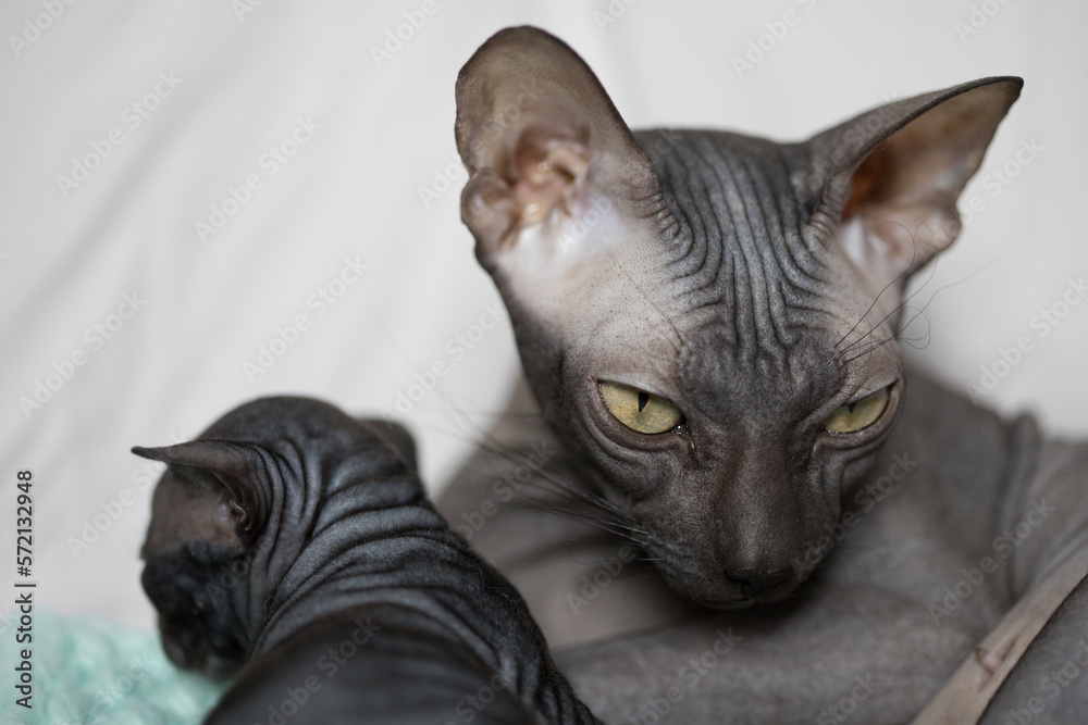 Close up portrait of naked black sphinx cat 
