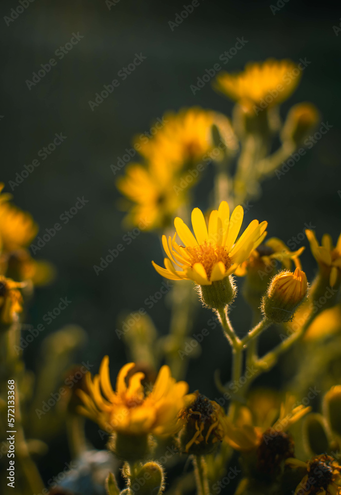 Fototapeta premium Flor