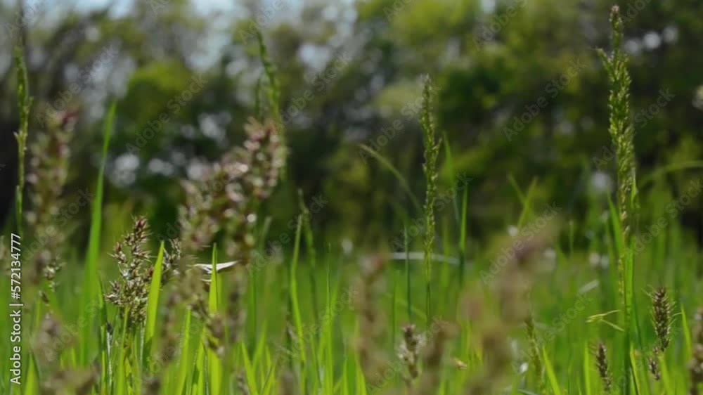 Pandangan dekat lavender yang tumbuh bergoyang di atas angin bunga di lapangan di alam terbuka di bawah sinar matahari. Sinar matahari yang indah di latar belakang lanskap musim panas dan sinar mataha Pandangan dekat lavender yang tumbuh bergoyang di atas angin bunga di lapangan di alam terbuka di bawah sinar matahari. Sinar matahari yang indah di latar belakang lanskap musim panas dan sinar mataha
