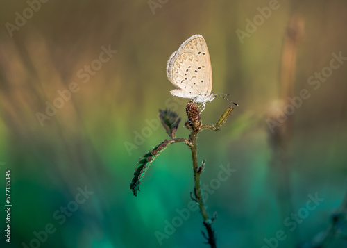 Tiny grass blue butterfly on wildflower in morning, Close up and macro with soft focus and bokeh/nature blurred background, Insects in Thailand.