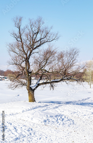 gnarled tree without leaves in winter © Ivan