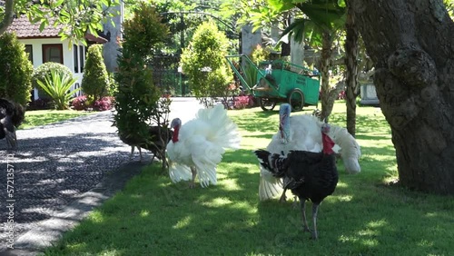 Turkeys inside city park at Karangasem Bali Indonesia. photo