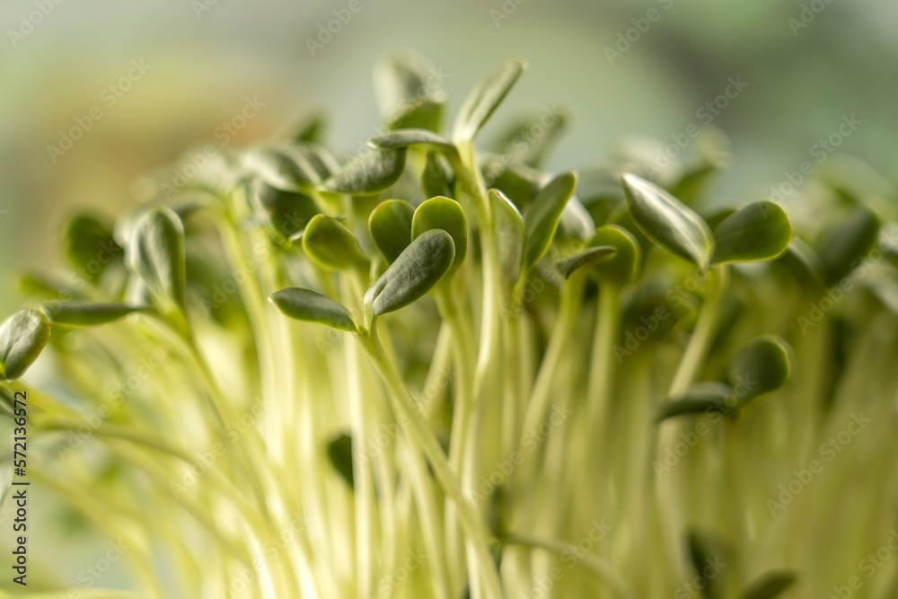 Obraz premium Leaves of microgreens. Close-up of seedlings 6 days of microgreens. Germination of seeds at home. The concept of vegan and healthy food.