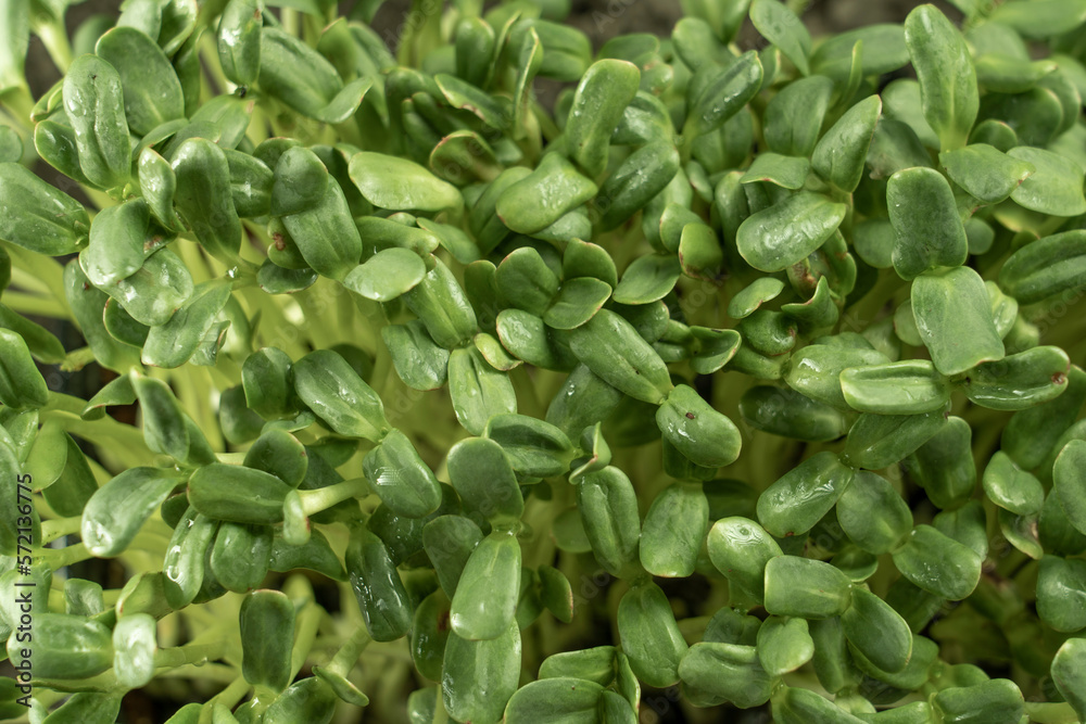 Leaves of microgreens. Close-up of seedlings 6 days of microgreens. Germination of seeds at home. The concept of vegan and healthy food. Leaves of microgreens. Close-up of seedlings 6 days of microgreens. Germination of seeds at home. The concept of vegan and healthy food.