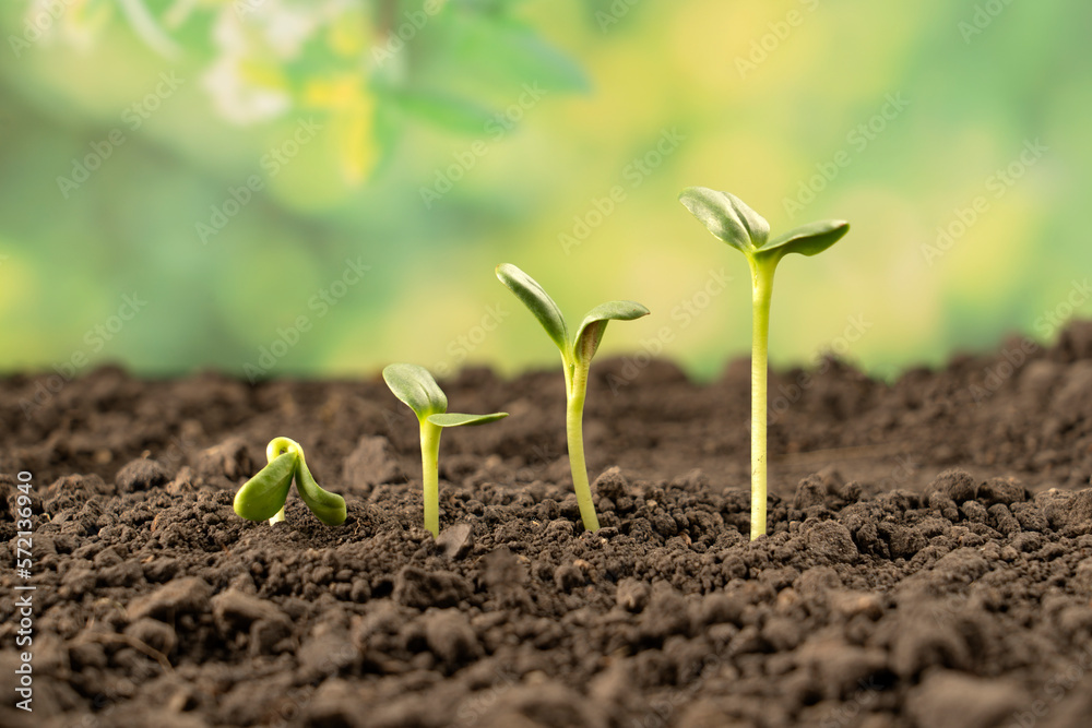 Growing seedlings from rich soil. agriculture, horticulture. The evolution of plant growth from seed to seedling, the concept of economic growth, agrarian industry and ecology Growing seedlings from rich soil. agriculture, horticulture. The evolution of plant growth from seed to seedling, the concept of economic growth, agrarian industry and ecology