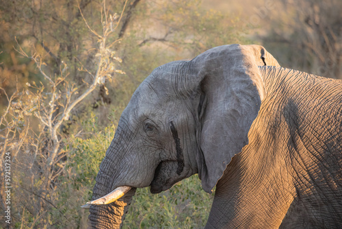 Bull elephant in musth in the Kruger National Park in South Africa photo