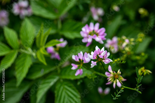 Securigera varia flower growing in forest, close up 