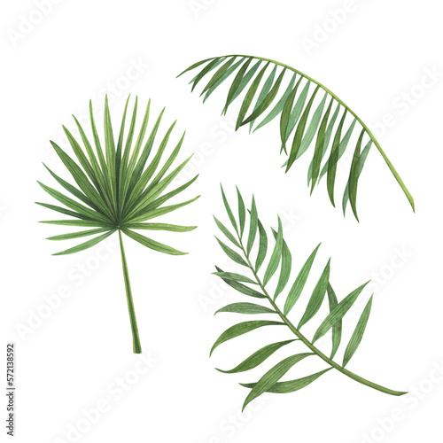 Tropic leaf watercolor isolated on white background. Watercolor hand drawn botanical llustration for design