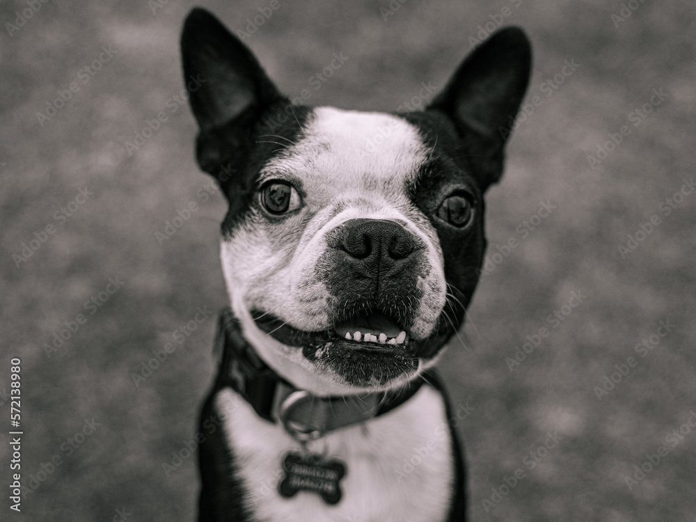 Boston terrier smiling to the camera in a park