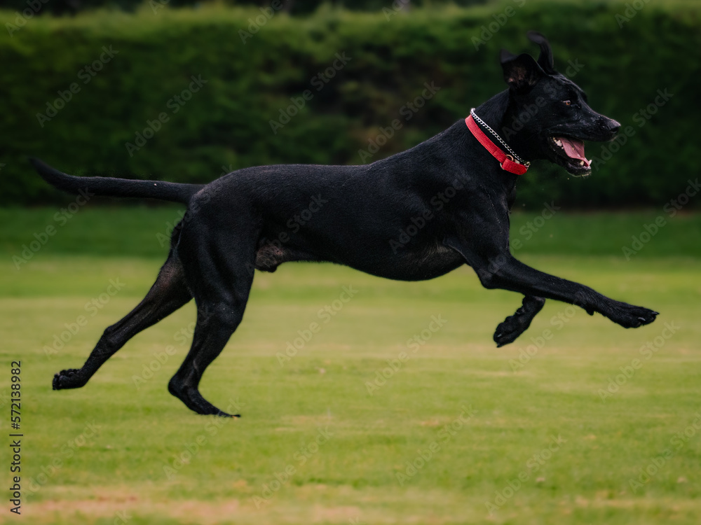 Obraz premium mixed-breed black dog running in a park