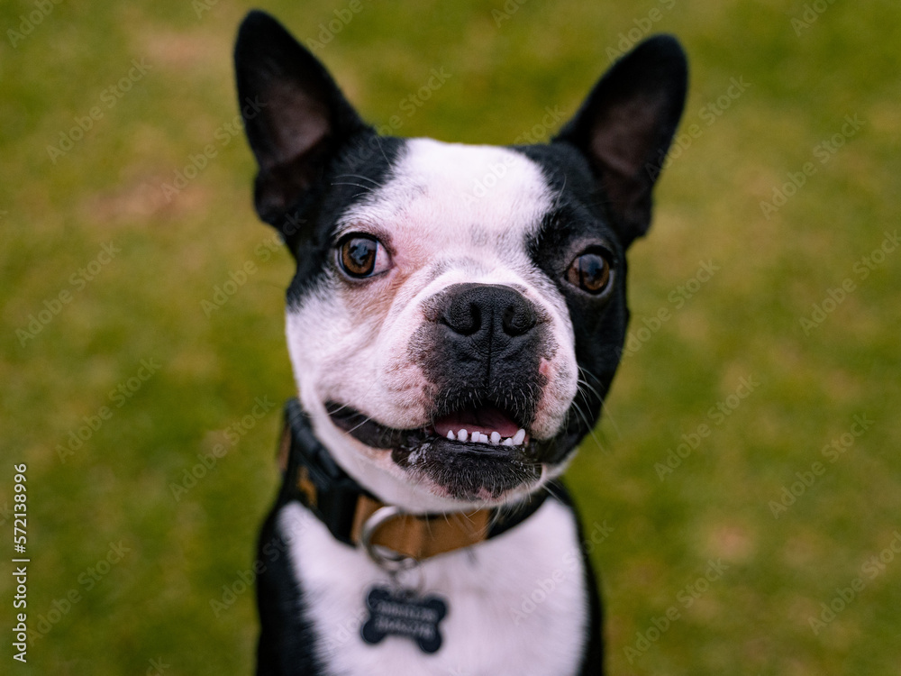 Boston terrier smiling to the camera in a park