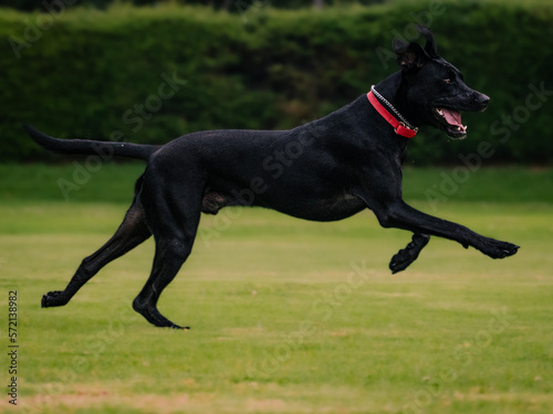 mixed-breed black dog running in a park