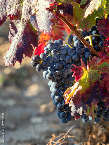 Detalle de un racimo de uva tempranillo en una viña de Samaniego la Rioja, con los colores del otoño tras la vendimia, Uva variedad tempranillo